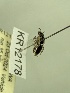  (Euhesma KB183 - KR12178)  @11 [ ] CreativeCommons Attribution NonCommercial ShareAlike (2069) Remko Leijs South Australian Museum