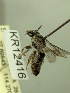  (Leioproctus sp. nov.KB45 - KR12416)  @11 [ ] CreativeCommons Attribution NonCommercial ShareAlike (2085) Remko Leijs South Australian Museum