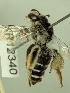  (Leioproctus sp. nov.KB48 - KR12340)  @11 [ ] CreativeCommons Attribution NonCommercial ShareAlike (2086) Remko Leijs South Australian Museum