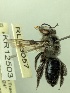  (Leioproctus clypeatus - KR12503)  @11 [ ] CreativeCommons Attribution NonCommercial ShareAlike (2025) Remko Leijs South Australian Museum