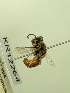  (Leioproctus KB49 - KR12264)  @11 [ ] CreativeCommons Attribution NonCommercial ShareAlike (2025) Remko Leijs South Australian Museum