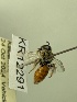  (Leioproctus KB50 - KR12291)  @11 [ ] CreativeCommons Attribution NonCommercial ShareAlike (2025) Remko Leijs South Australian Museum
