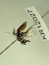  (Leioproctus KB51 - KR12027)  @11 [ ] CreativeCommons Attribution NonCommercial ShareAlike (2025) Remko Leijs South Australian Museum