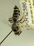  (Leioproctus KB52 - KR12386)  @11 [ ] CreativeCommons Attribution NonCommercial ShareAlike (2025) Remko Leijs South Australian Museum
