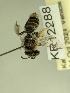  (Leioproctus KB53 - KR12288)  @11 [ ] CreativeCommons Attribution NonCommercial ShareAlike (2025) Remko Leijs South Australian Museum