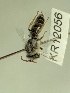  (Leioproctus KB54 - KR12056)  @11 [ ] CreativeCommons Attribution NonCommercial ShareAlike (2025) Remko Leijs South Australian Museum