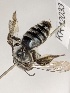  (Leioproctus KB55 - KR12033)  @11 [ ] CreativeCommons Attribution NonCommercial ShareAlike (2025) Remko Leijs South Australian Museum