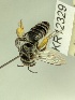  (Leioproctus KB57 - KR12329)  @11 [ ] CreativeCommons Attribution NonCommercial ShareAlike (2025) Remko Leijs South Australian Museum