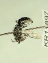  (Leioproctus KB59 - KR11897)  @11 [ ] CreativeCommons Attribution NonCommercial ShareAlike (2025) Remko Leijs South Australian Museum
