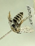  (Leioproctus KB61 - KR12455)  @11 [ ] CreativeCommons Attribution NonCommercial ShareAlike (2025) Remko Leijs South Australian Museum