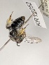  (Leioproctus KB68 - KR12252)  @11 [ ] CreativeCommons Attribution NonCommercial ShareAlike (2025) Remko Leijs South Australian Museum