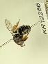  (Leioproctus KB72 - KR12256)  @11 [ ] CreativeCommons Attribution NonCommercial ShareAlike (2025) Remko Leijs South Australian Museum