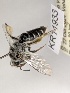  (Leioproctus KB110 - KR11933)  @11 [ ] CreativeCommons Attribution NonCommercial ShareAlike (2025) Remko Leijs South Australian Museum