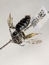  (Leioproctus KB56 - KR11862)  @11 [ ] CreativeCommons Attribution NonCommercial ShareAlike (2025) Remko Leijs South Australian Museum