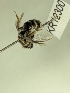  (Leioproctus KB58 - KR12300)  @11 [ ] CreativeCommons Attribution NonCommercial ShareAlike (2025) Remko Leijs South Australian Museum