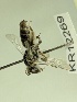  (Leioproctus KB60 - KR12269)  @11 [ ] CreativeCommons Attribution NonCommercial ShareAlike (2025) Remko Leijs South Australian Museum