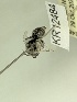  (Leioproctus KB66 - KR12484)  @11 [ ] CreativeCommons Attribution NonCommercial ShareAlike (2025) Remko Leijs South Australian Museum