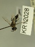  (Leioproctus KB71 - KR12028)  @11 [ ] CreativeCommons Attribution NonCommercial ShareAlike (2027) Remko Leijs South Australian Museum