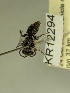  (Leioproctus KB69 - KR12294)  @11 [ ] CreativeCommons Attribution NonCommercial ShareAlike (2029) Remko Leijs South Australian Museum