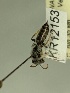  (Leioproctus KB65 - KR12153)  @11 [ ] CreativeCommons Attribution NonCommercial ShareAlike (2030) Remko Leijs South Australian Museum