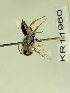  ( - KR11960)  @11 [ ] CreativeCommons Attribution NonCommercial ShareAlike (2031) Remko Leijs South Australian Museum