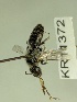  (Leioproctus ED04 - KR11372)  @11 [ ] CreativeCommons Attribution NonCommercial ShareAlike (2039) Remko Leijs South Australian Museum