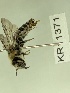  (Leioproctus ED03 - KR11371)  @11 [ ] CreativeCommons Attribution NonCommercial ShareAlike (2041) Remko Leijs South Australian Museum