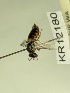  (Euhesma KB139 - KR12180)  @11 [ ] CreativeCommons Attribution NonCommercial ShareAlike (2045) Remko Leijs South Australian Museum