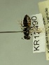  (Euhesma KB141 - KR12490)  @11 [ ] CreativeCommons Attribution NonCommercial ShareAlike (2047) Remko Leijs South Australian Museum