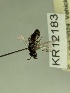  (Euhesma KB142 - KR12183)  @11 [ ] CreativeCommons Attribution NonCommercial ShareAlike (2049) Remko Leijs South Australian Museum