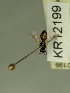  (Euhesma KB156 - KR12199)  @11 [ ] CreativeCommons Attribution NonCommercial ShareAlike (2060) Remko Leijs South Australian Museum