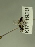  ( - KR11920)  @11 [ ] CreativeCommons Attribution NonCommercial ShareAlike (2086) Remko Leijs South Australian Museum