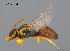  (Hylaeus husela - SAMA 32-37600)  @11 [ ] CreativeCommons Attribution NonCommercial ShareAlike (2025) Remko Leijs South Australian Museum