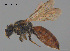  ( - SAMA 32-37709)  @11 [ ] CreativeCommons Attribution NonCommercial ShareAlike (2025) Remko Leijs South Australian Museum