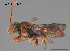  ( - SAMA 32-39381)  @11 [ ] CreativeCommons Attribution NonCommercial ShareAlike (2024) Remko Leijs South Australian Museum