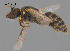  (Hylaeus albocuneatus - SAMA 32-40490)  @11 [ ] CreativeCommons Attribution NonCommercial ShareAlike (2024) Remko Leijs South Australian Museum