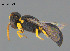  (Hylaeus amiculinus - SAMA 32-40512)  @11 [ ] CreativeCommons Attribution NonCommercial ShareAlike (2024) Remko Leijs South Australian Museum