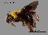  (Xylocopa parvula - SAMA 32-40741)  @11 [ ] CreativeCommons Attribution NonCommercial ShareAlike (2025) Remko Leijs South Australian Museum