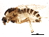  ( - BIOUG02260-A07)  @13 [ ] CreativeCommons - Attribution (2012) CBG Photography Group Centre for Biodiversity Genomics