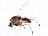  ( - BIOUG02342-H08)  @13 [ ] CreativeCommons - Attribution (2013) CBG Photography Group Centre for Biodiversity Genomics
