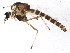  ( - BIOUG02411-B04)  @13 [ ] CreativeCommons - Attribution (2013) CBG Photography Group Centre for Biodiversity Genomics