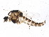  ( - BIOUG02416-E05)  @13 [ ] CreativeCommons - Attribution (2013) CBG Photography Group Centre for Biodiversity Genomics