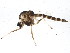  ( - BIOUG02417-D10)  @13 [ ] CreativeCommons - Attribution (2013) CBG Photography Group Centre for Biodiversity Genomics