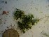  (Caulerpa nummularia - GWS023933)  @11 [ ] Unspecified (default): All Rights Reserved  Unspecified Unspecified
