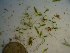  (Caulerpa biserrulata - GWS023935)  @11 [ ] Unspecified (default): All Rights Reserved  Unspecified Unspecified
