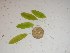  (Halophila sp - GWS024291)  @11 [ ] Unspecified (default): All Rights Reserved  Unspecified Unspecified