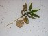  (Amphibolis - GWS024292)  @11 [ ] Unspecified (default): All Rights Reserved  Unspecified Unspecified