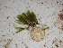  (Caulerpa trifaria - GWS025470)  @11 [ ] Unspecified (default): All Rights Reserved  Unspecified Unspecified