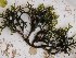  (Codium duthiae - GWS025529)  @11 [ ] Unspecified (default): All Rights Reserved  Unspecified Unspecified