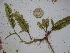  (Caulerpa hedleyi - GWS025664)  @11 [ ] Unspecified (default): All Rights Reserved  Unspecified Unspecified